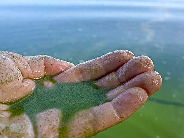 Blue-Green Algae and Dogs: The Invisible Poisoning Threat - Photo: Hand cupping blue-green algae cyanobacteria.