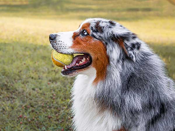 The Blue Merle Australian Shepherd: A Visual Guide to This