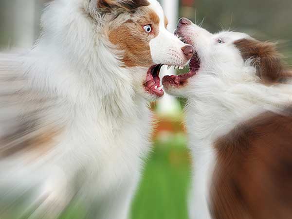 Two Australian Shepherds facing each other using dominant body language