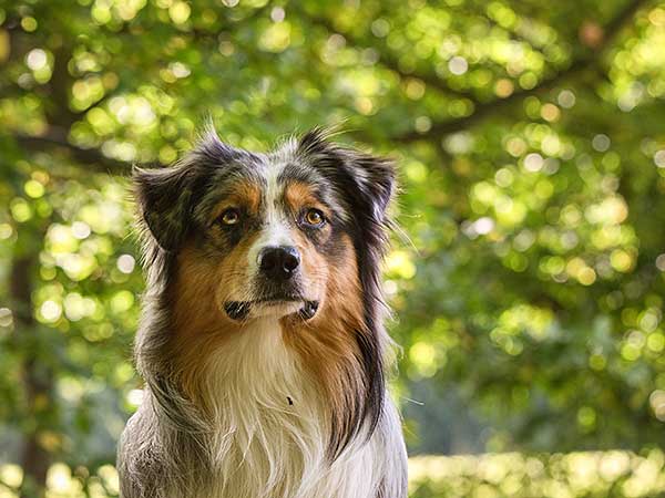 Australian Shepherd with trees in background.