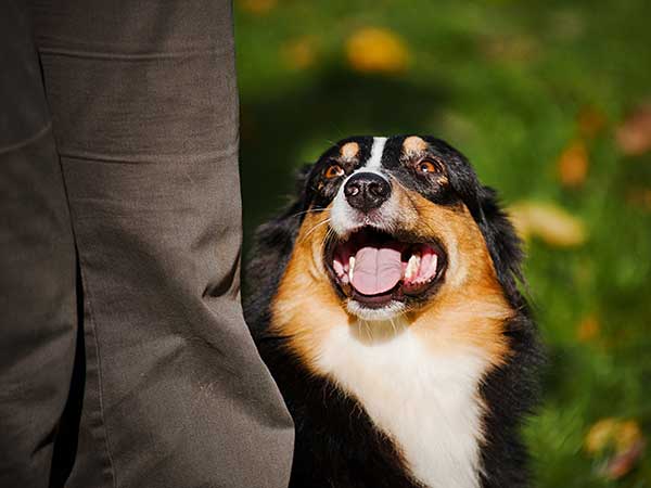 Australian Shepherd heeling beside owner.