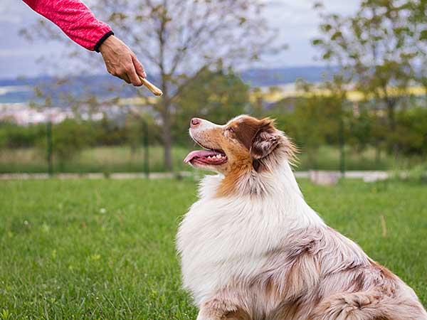 Why Take the Canine Good Citizen Test With Your Australian Shepherd? - Photo: Lady training red merle Australian Shepherd at park in grassy area.