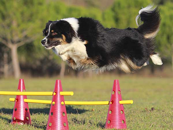 Australian Shepherd jumping over agility bar jump.