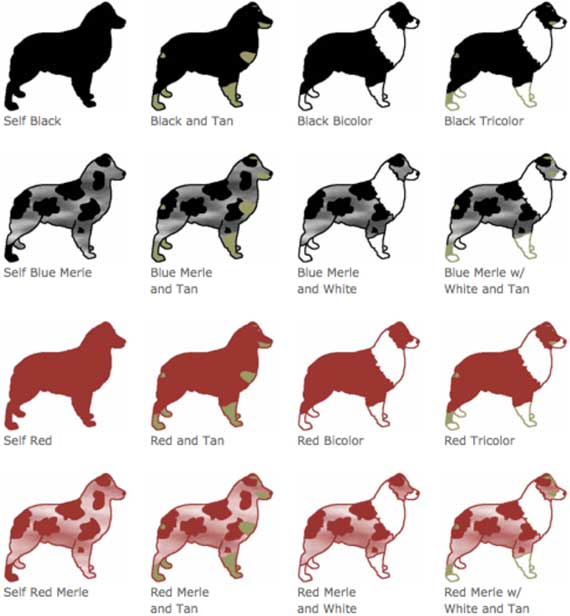 Australian Shepherd Coat Color and Pattern Chart