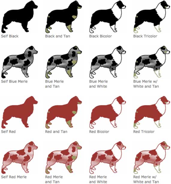 Collie Color Chart