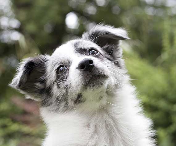 Confused Australian Shepherd puppy