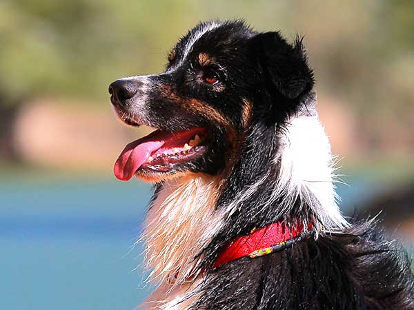 Dog Harnesses for Australian Shepherds