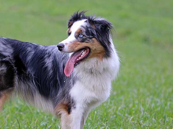 Cushing's Disease In Dogs Is Potentially Dangerous