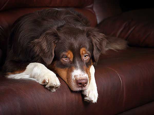 Australian Shepherd with depression laying on couch.
