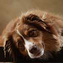 Australian Shepherd laying down.