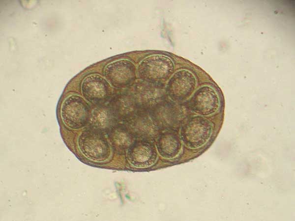 Does Your Australian Shepherd Have Tapeworms? - Photo: An egg packet of Dipylidium caninum. Photo taken through a microscope at 400x.