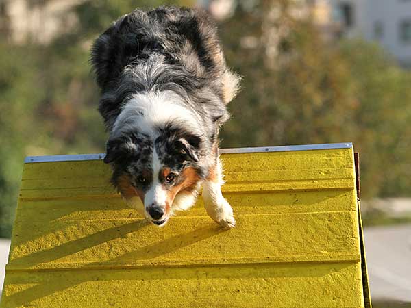 Blue merle Australian Shepherd jumping through agility tire jump.