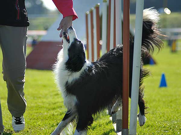 Border Collie at a dog agility club.