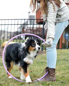 Australian Shepherd dog agility training with hoop