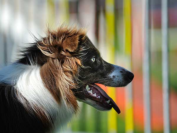 Dog in front of weave poles at agility trial.