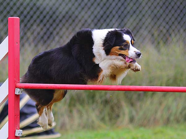 Australian Shepherd jumping over agility bar jump.