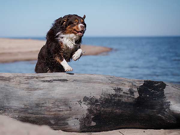 Australian Shepherd jumping over log at beach.