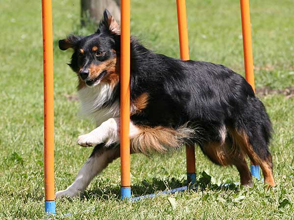 Australian Shepherd running through dog agility weave poles.