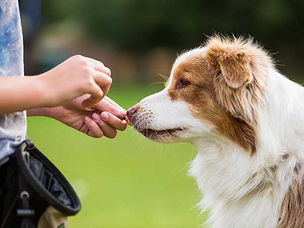 Girl giving Australian Shepherd a treat.