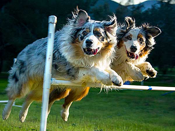 Australian Shepherds Cooper and Bailey clearing agility bar jump.