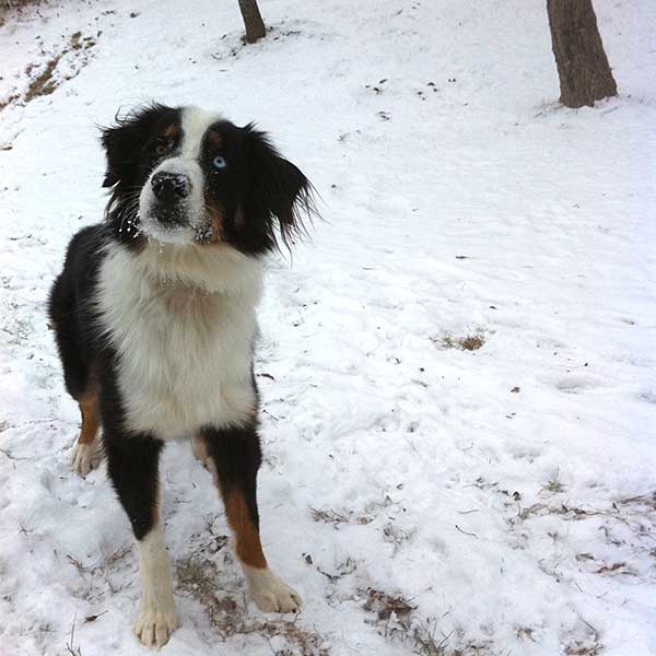 Dog Agility Training Classes Article photo of Australian Shepherd, Tex.