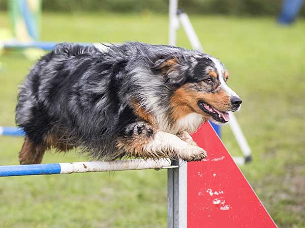 Blue merle Australian Shepherd with doing agility dog training with owner.