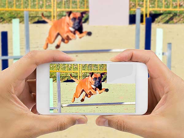 Person making dog agility video of their dog.