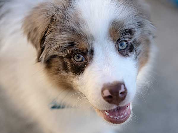 Cute Australian Shepherd puppy.