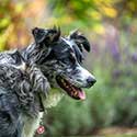 Blue merle Australian Shepherd with blurred background.