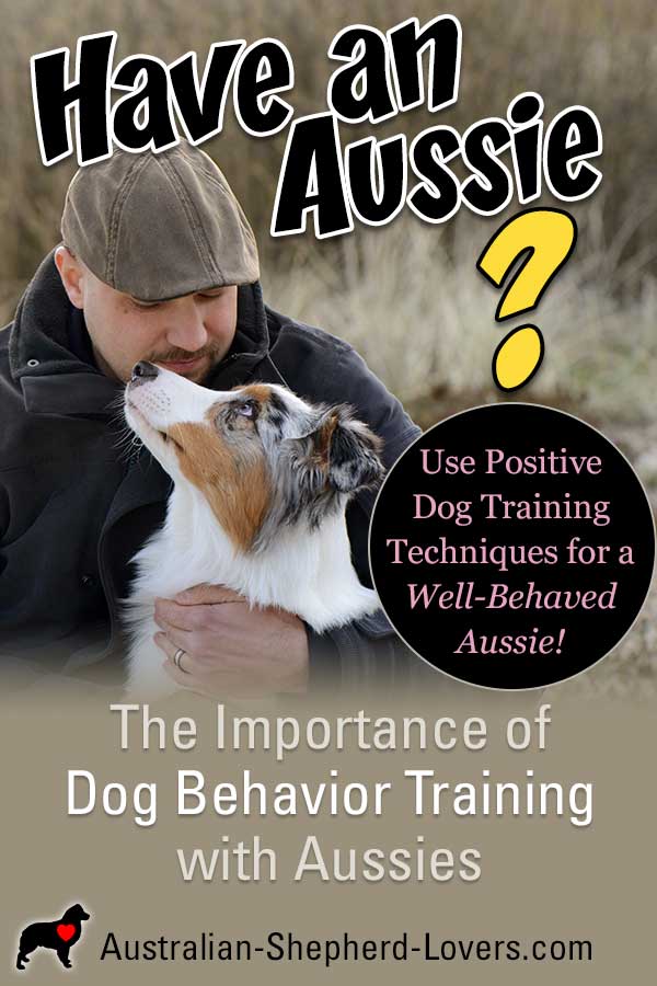 Looking for dog behavior training tips to help with barking, chewing, jumping up, digging, nipping, biting, or getting aggressive? There are steps you can take to help your Aussie stop these behaviors.
 #australianshepherd #dogtraining #puppytraining #aussielovers