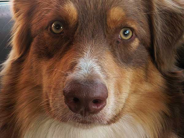 Photo for Dog Bite Injury Lawyer article featuring male red tri Australian Shepherd, Jackson.