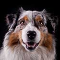 Australian Shepherd with black background