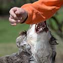 Australian Shepherd about to bite
