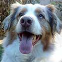 Red merle Australian Shepherd Merlin