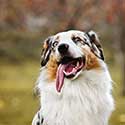 Blue merle Australian Shepherd with tongue out.