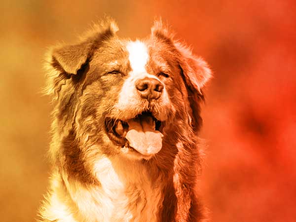 Photo for Dog Cooling Vest Article featuring Australian Shepherd sweltering in the heat.