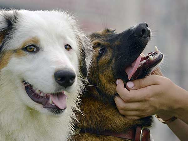 Australian Shepherd and German Shepherd getting attention.