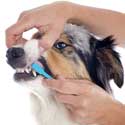 Why Dog Dental Health Is Key