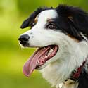 Australian Shepherd outdoor portrait with green background.