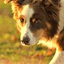Australian Shepherd in evening light.