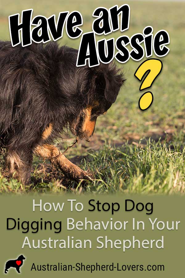 Stop your dog digging under your fence or holes in your yard. A digging dog is likely familiar to most Australian Shepherd owners. Regardless of the cause, there are steps you can take to prevent it.
#australianshepherd #aussielovers #dogdigging #dogtraining