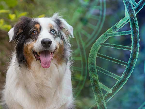 lys s Goneryl Medicinsk Why A Dog DNA Test Can Be Important