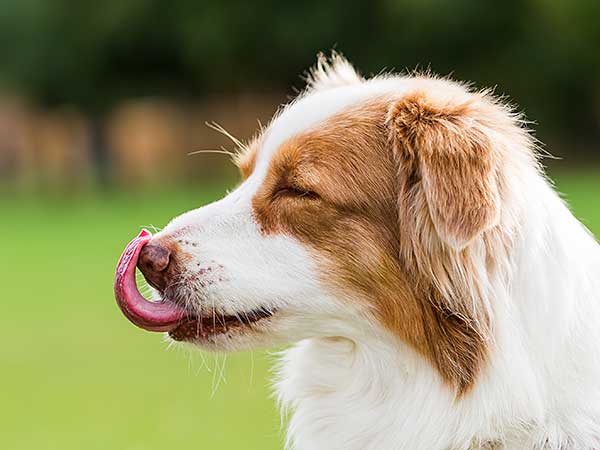 Australian Shepherd licking nose.