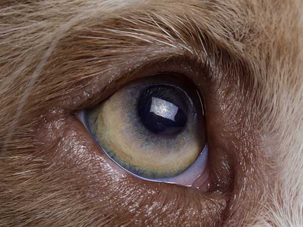 australian shepherd blue eyes problems