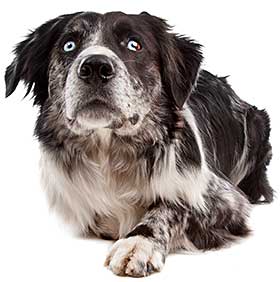 Australian Shepherd