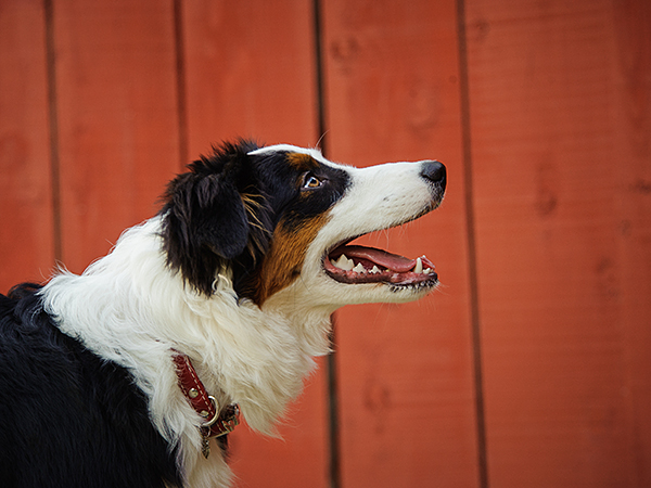 A Dog Fence Window Can Give Your Australian Shepherd a New Outlook - Photo: Australian Shepherd in front of red wooden fence.