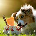 Australian Shepherd eating ice cream.