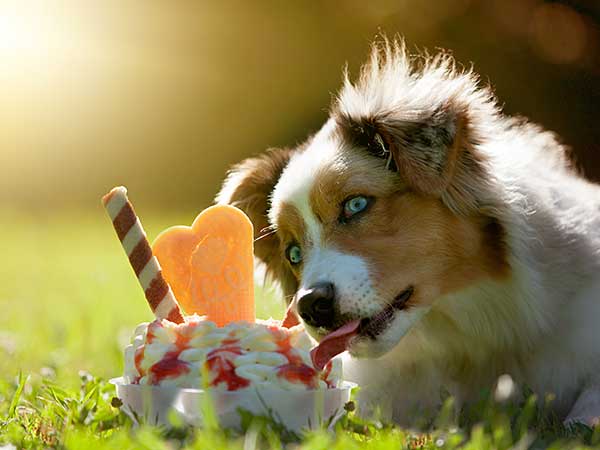 Photo for article about Dog Food Allergy of Australian Shepherd eating ice cream.