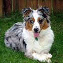 Blue merle Australian Shepherd laying on grass.