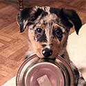 Australian Shepherd puppy carrying empty dog food bowl.